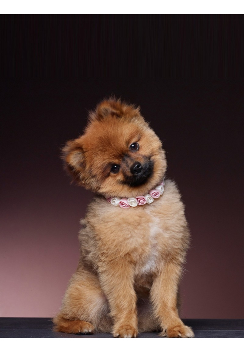 Pętla Poirier SAM-03 ()